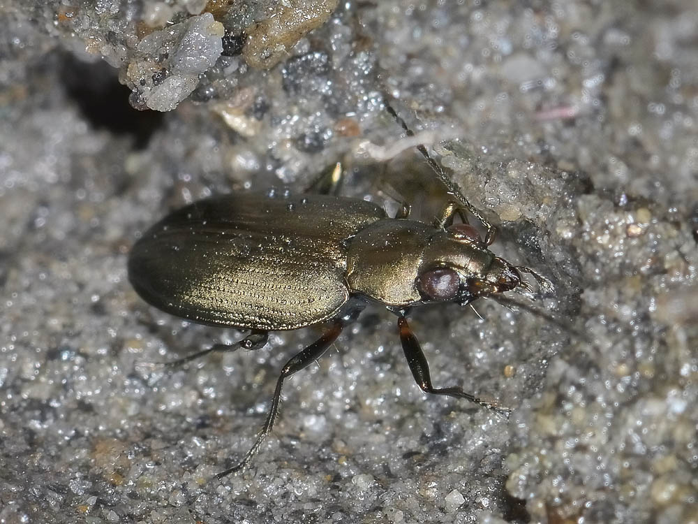 Odontium foraminosum